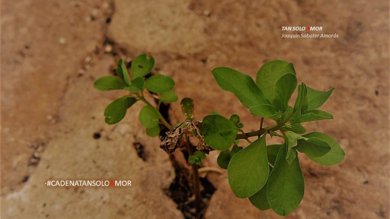 Cadena Tan solo amor